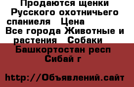 Продаются щенки Русского охотничьего спаниеля › Цена ­ 25 000 - Все города Животные и растения » Собаки   . Башкортостан респ.,Сибай г.